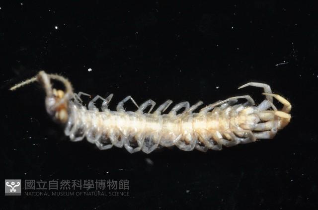 梅峰石蜈蚣藏品圖，第1張