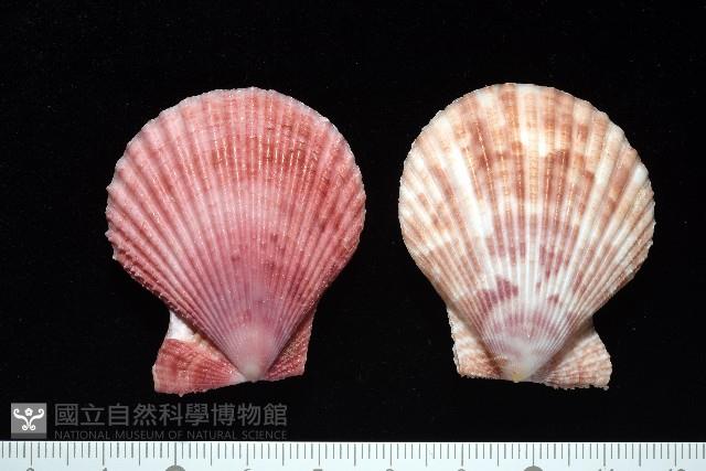 登錄號:007819-00083藏品圖，第1張