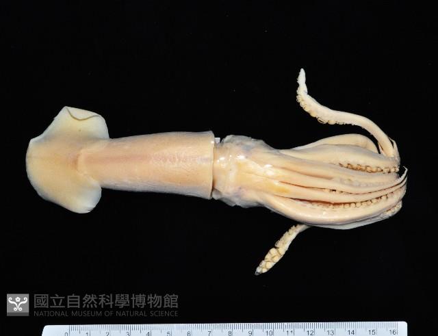 短柔魚藏品圖，第1張