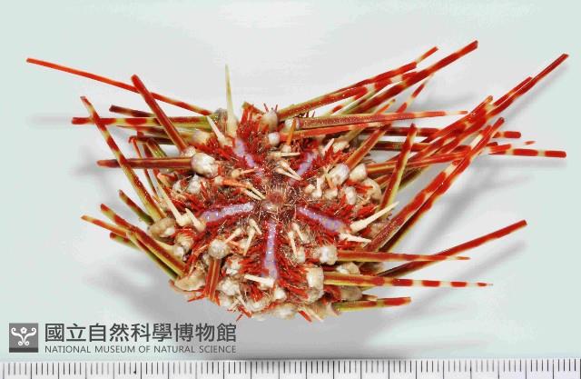 多形浪腔海膽藏品圖，第1張