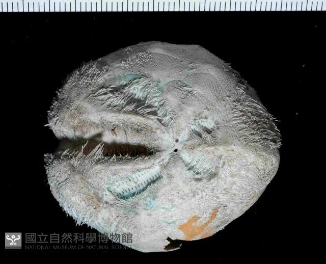 凹卵形(凹裂星)海膽藏品圖，第1張