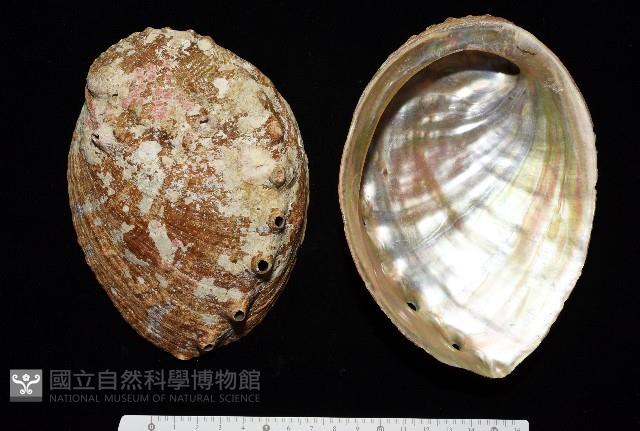 盤鮑螺藏品圖，第1張