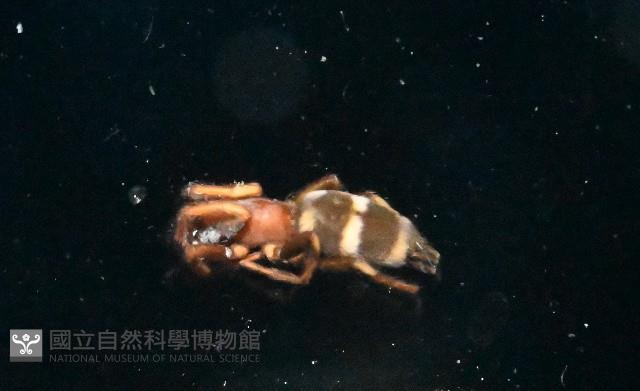 臺灣秘蛛藏品圖，第1張