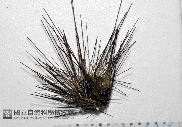 刺冠海膽藏品圖，第1張