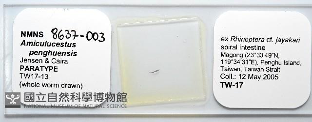 魚賁類絛蟲藏品圖，第1張