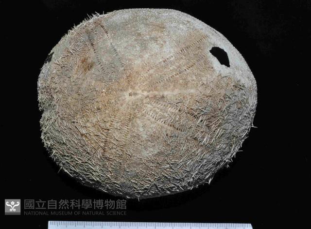 易碎脆心形海膽藏品圖，第1張