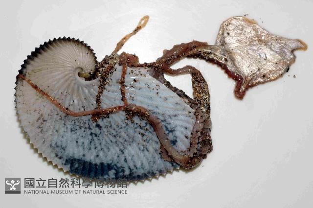扁船蛸藏品圖，第1張