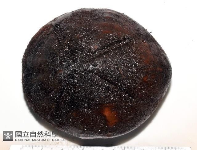 心形海壺藏品圖，第1張