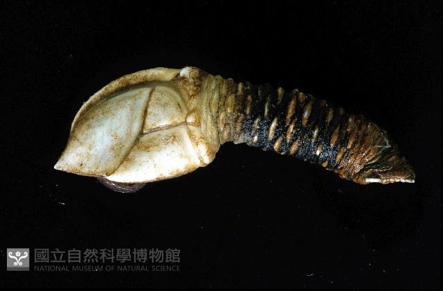 小甲小鎧茗荷藏品圖，第1張