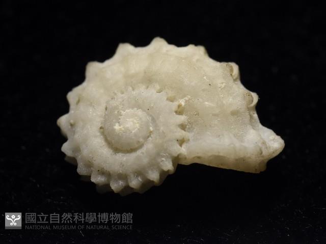 飛碟花冠螺藏品圖，第1張
