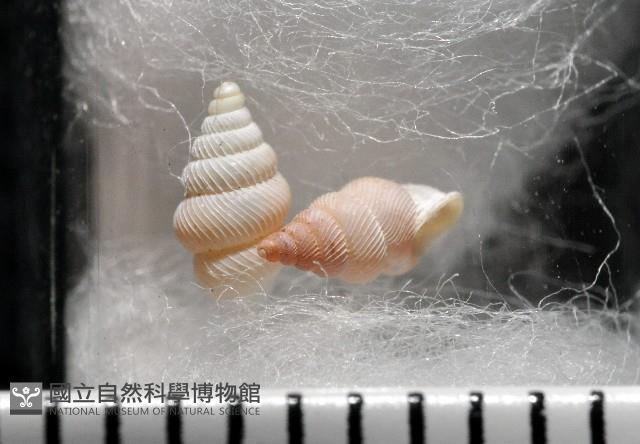 石山芝麻蝸藏品圖，第1張