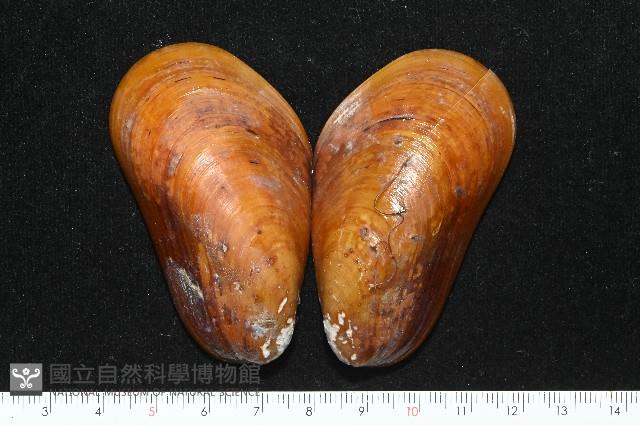 平端深海殼菜蛤藏品圖，第1張