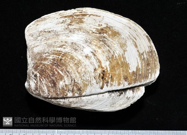 索足蛤藏品圖，第1張