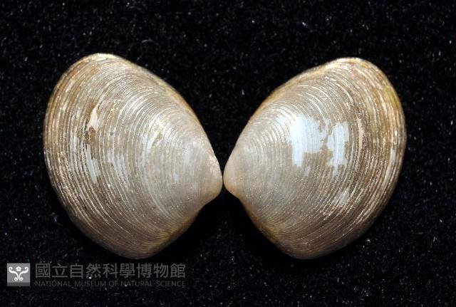 東沙銀錦蛤藏品圖，第1張