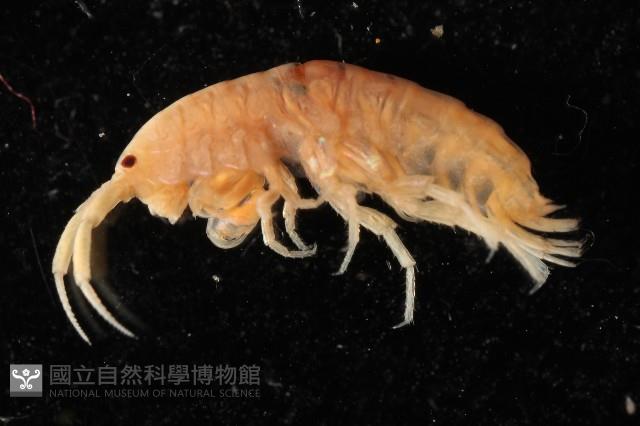 太平洋寬跳鉤蝦藏品圖，第1張