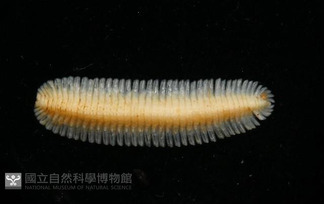 新種雄顎平馬陸藏品圖，第1張