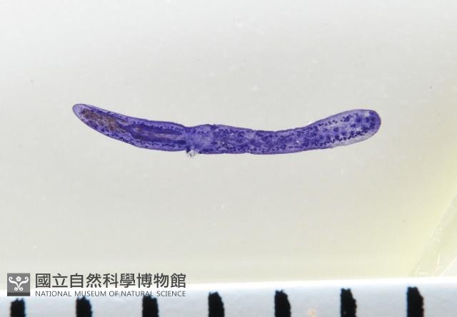 新種葉槽絛蟲藏品圖，第1張