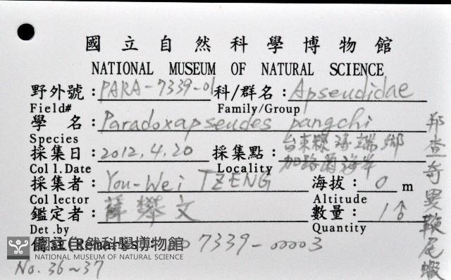 邦查奇異鞭尾蟲(新種)藏品圖，第1張