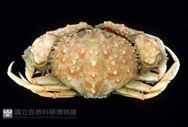 短刺筐形蟹藏品圖，第1張