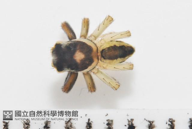 多色金毛蛛藏品圖，第1張