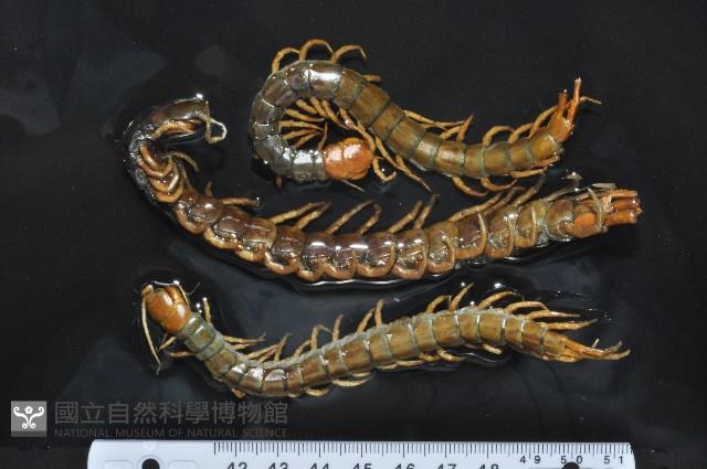 少棘蜈蚣(鳶頭蜈蚣)藏品圖，第1張