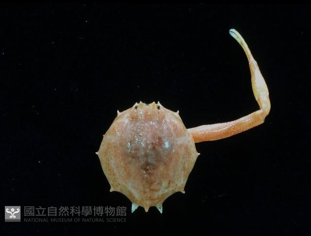 十一刺栗殼蟹藏品圖，第1張