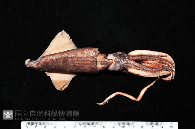 昆氏武裝魷藏品圖，第1張