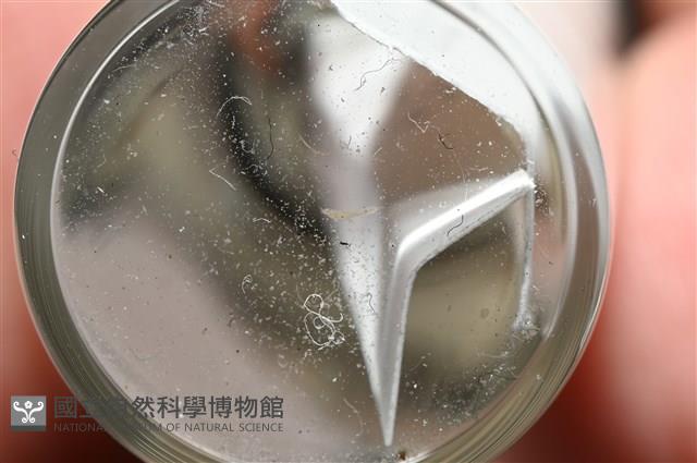 鐮形異細螯蟲藏品圖，第1張