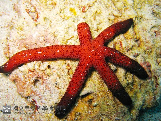 呂宋棘海星藏品圖，第1張
