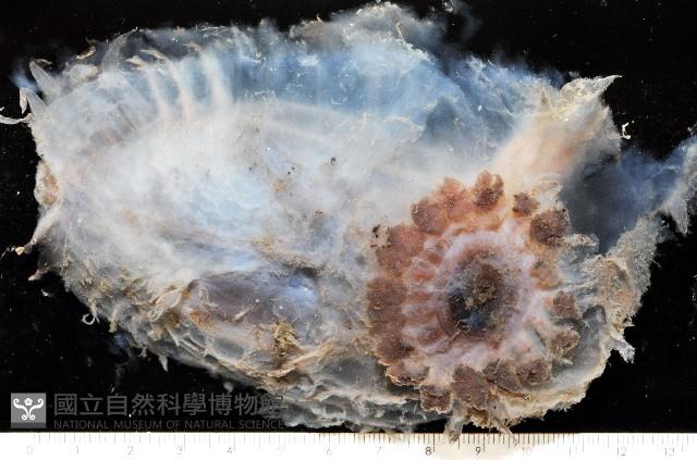 未知種透明浮游海參藏品圖，第1張