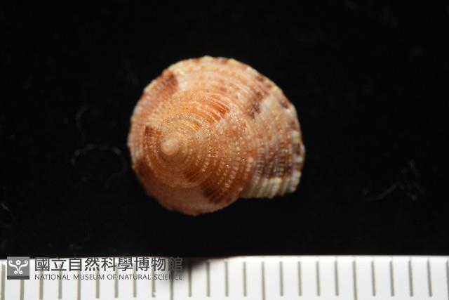文正鐘螺(呂氏麗口螺)藏品圖，第1張