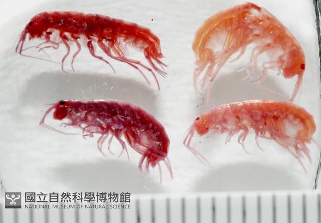 新種蘭嶼端足類藏品圖，第1張
