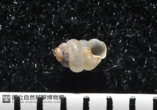 高山台灣芝麻蝸牛藏品圖，第1張