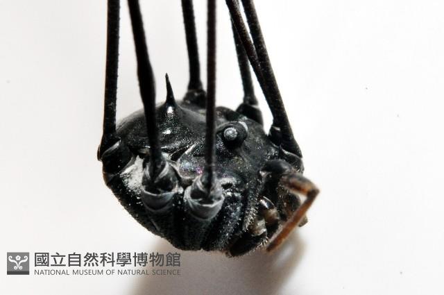 黑背偽盾刺盲蛛藏品圖，第1張