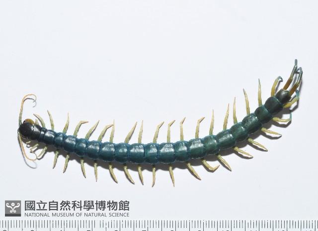 未知種巨蜈蚣藏品圖，第1張