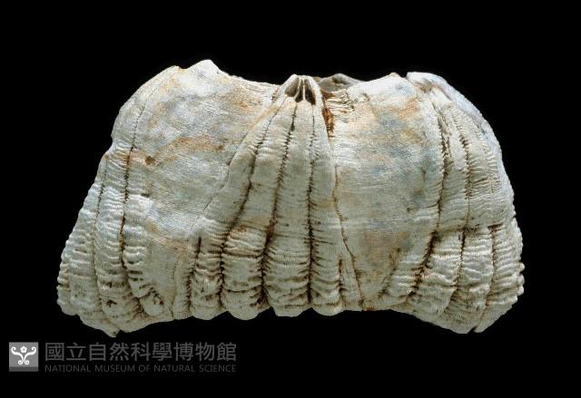 桶冠鯨藤壺藏品圖，第1張