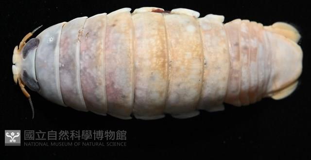 未知種紡錘水虱藏品圖，第1張