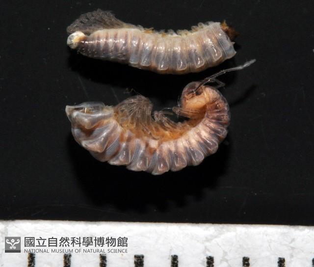 鋸齒東京泡馬陸藏品圖，第1張