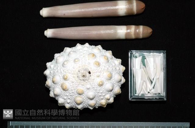 石筆海膽(鉛筆海膽)藏品圖，第1張