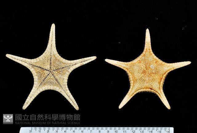 平滑(光滑)花海星藏品圖，第1張