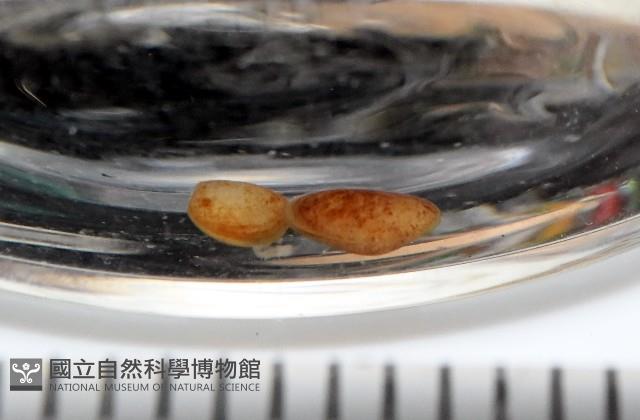 臺灣花瓣蛤藏品圖，第1張