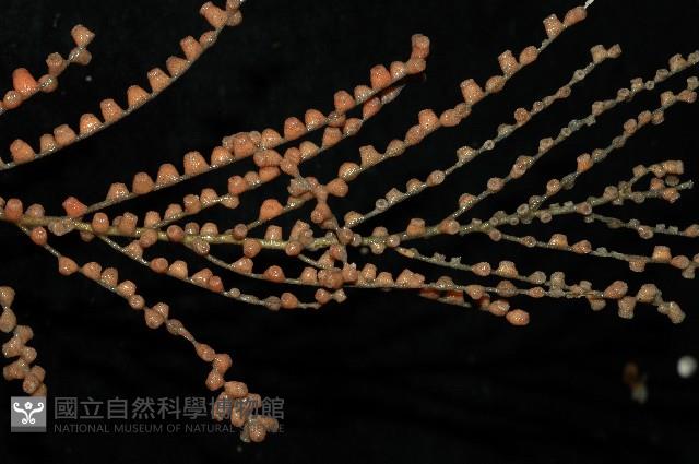 未知種鞘群海葵藏品圖，第1張