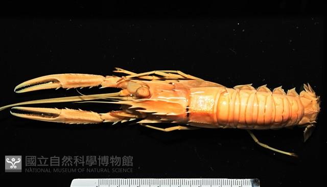 臺灣後海螯蝦藏品圖，第1張