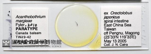 新種棘槽絛蟲藏品圖，第1張