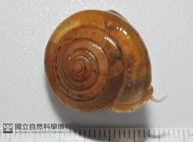 彩虹大臍蝸牛藏品圖，第1張
