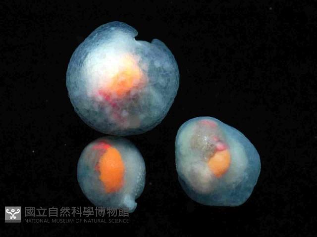 球形水肌螺藏品圖，第1張