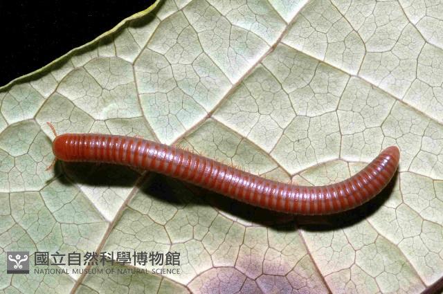 磚紅厚甲馬陸藏品圖，第1張