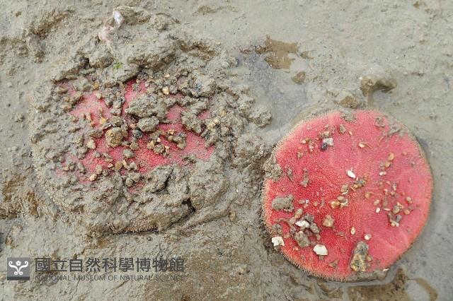 雷氏餅海膽藏品圖，第1張