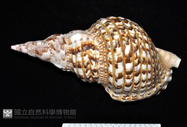 大西洋大法螺藏品圖，第1張