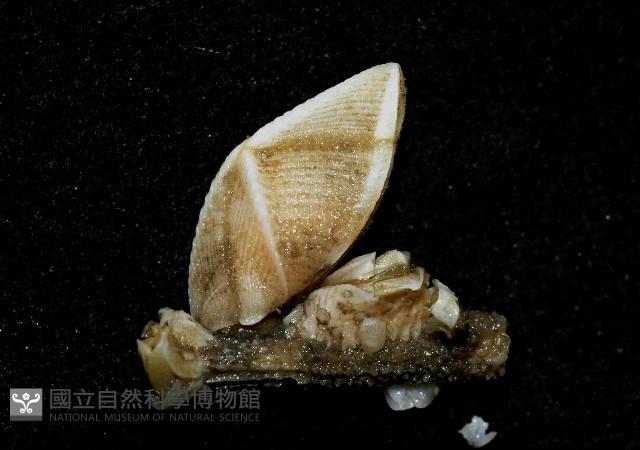 紋大茗荷藏品圖，第1張